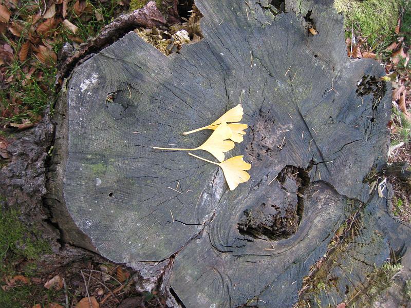 2009 11 14 A
